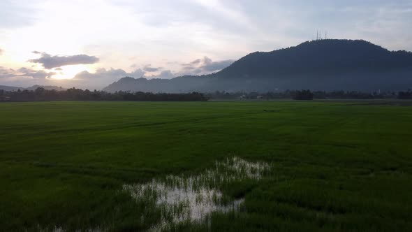 Fly over silhouette paddy field