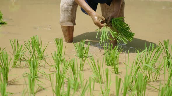 Planting Rice In The Farm