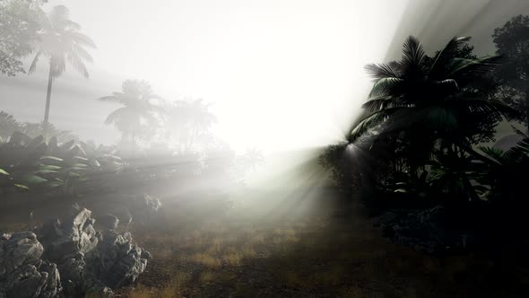 Sunset Beams Through Palm Trees