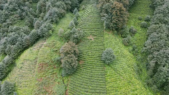 Fresh green tea terrace farm on the hill at Rize province in Turkey