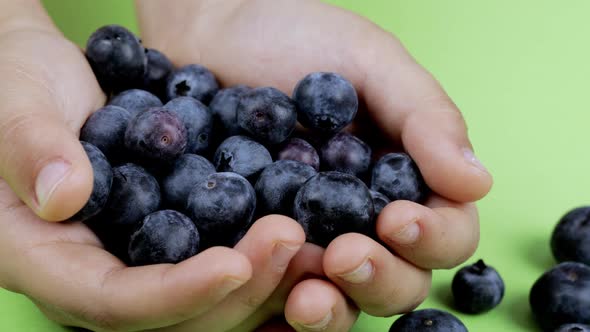 Big Blueberries in the Palms of 9 Years Old Boy