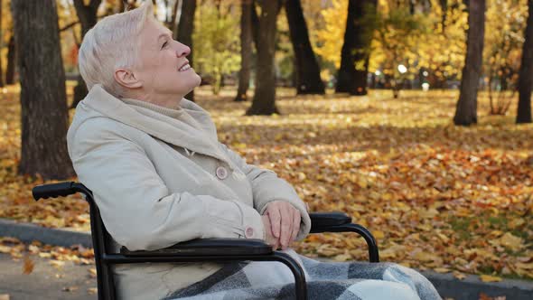 Happy Outdoors Elderly Middle Aged Woman Joyfully Resting in Autumn Park Sit in Wheelchair Has