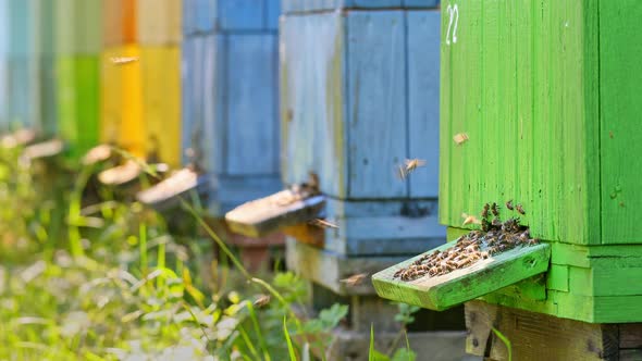 Many colorful hives surrounded by fruit trees, Poland