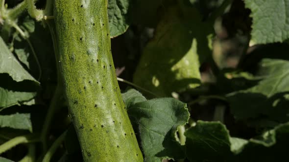 Gourd family vegetable Cucurbitacea  4K 2160p 30fps UltraHD tilting footage - Slow tilt on creeping 