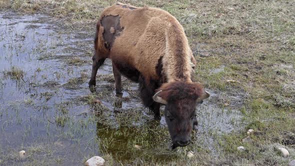 Bison Buffalo grazing in shallow pond in Wyoming