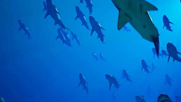 Animation of a large group of great white sharks slowly swimming in the ocean