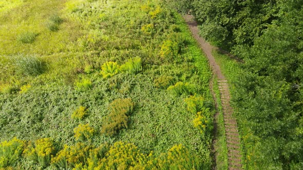 Green fields and road