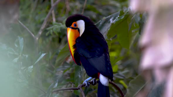 A big toco toucan carefully grooming its feathers with its bill while resting on a branch in nature