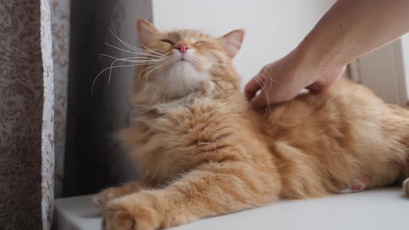 Woman Is Stroking Cute Ginger Cat on Windowsill. Fluffy Pet Purring with Pleasure. Cozy Home.