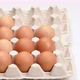 whole fresh chicken eggs in a paper tray - VideoHive Item for Sale