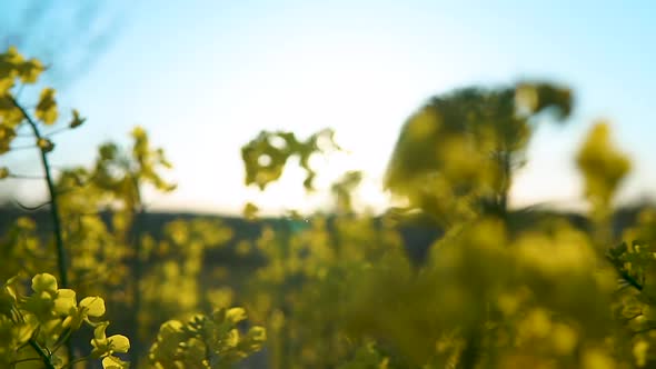 Bright Sunlight Through Yellow Flower In Rapeseed Field During Sunrise. Selective Focus Shot
