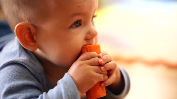 Baby Holds a Carrot in His Hands and Nibbles It