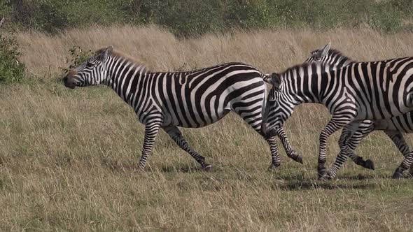 980422 Grant’s Zebra, equus burchelli boehmi, group running through Savannah, Masai Mara Park in Ken