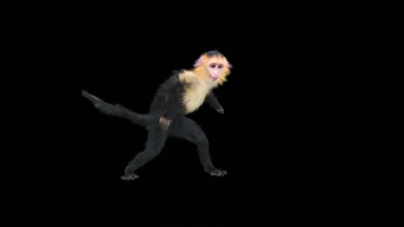 Monkey Dance HD