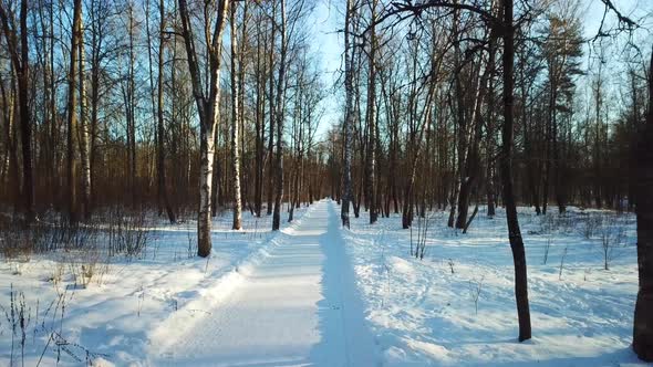 Frost And Sun In Mazurino Park 13