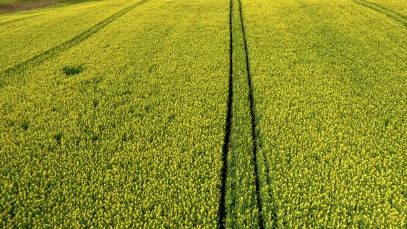 Blooming yellow raps flowers in Poland countryside.