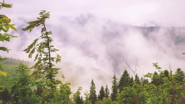 Mystical Fog in the Carpathian Mountains