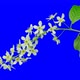 Bird-Cherry Flowers Blooming. Time Lapse with Alpha Channel - VideoHive Item for Sale
