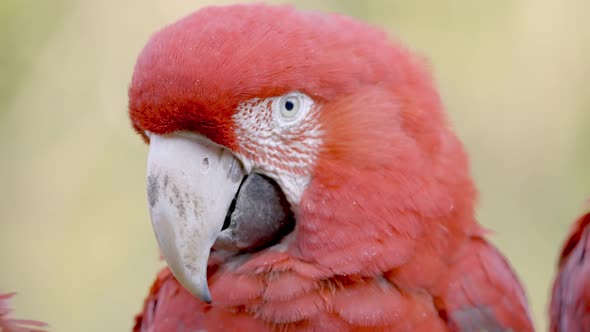 Macro close up of Red-and-green Macaw resting in wilderness - slow motion shot