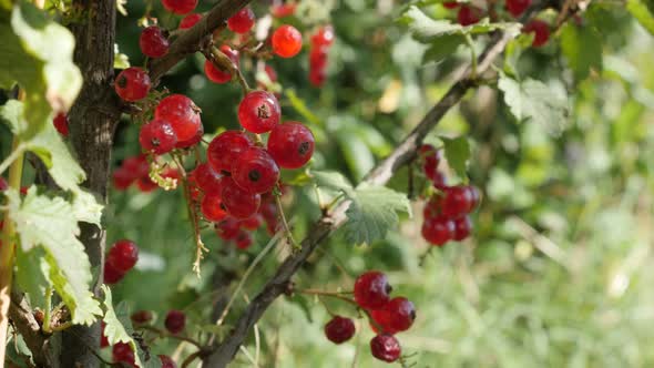 Many juicy  Ribes rubrum fruit pieces natural  shallow DOF  4K 2160p 30fps UltraHD footage - Plant  