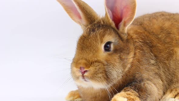 a Small Fluffy Brown Rabbit with a Large Mustache Wiggles Its Nose Closeup on a Gray Background