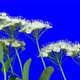 Inflorescence of flowers blooming. Time lapse with alpha channel - VideoHive Item for Sale
