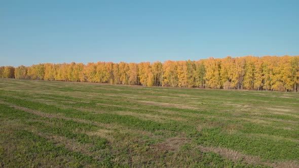 Autumn forest next to the field