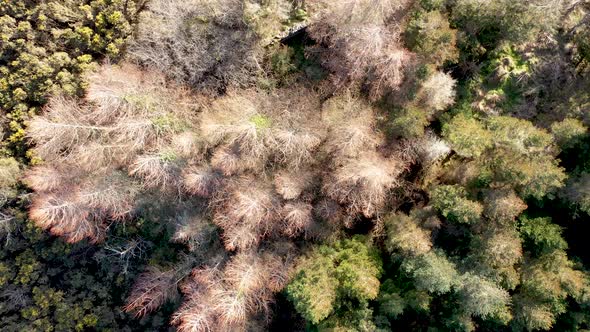 Aerial View of Forest in a Peatbog in County Donegal  Ireland