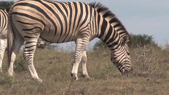 Pair of zebras grazing on the savanna