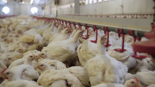 Poultry Farm, Chickens Fattening