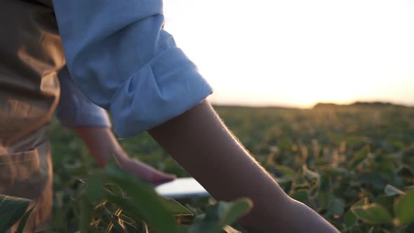 Young Farmer Walking in a Soybean Field and Examining Crop.