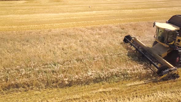 Aerial View of Combine Harvester Harvesting Large Ripe Wheat Field