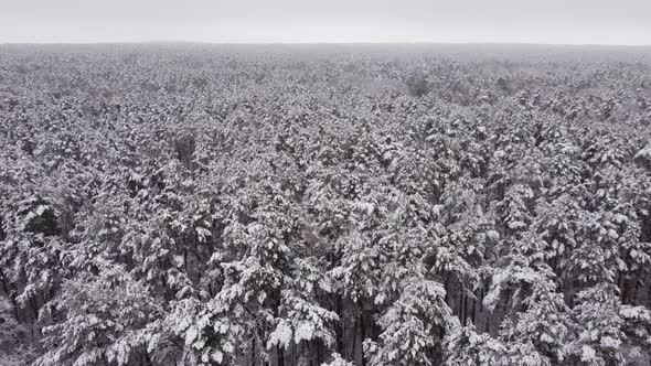 4k. Aerial picturesque frozen forest with snow covered spruce and pine trees. Top view flyover winte