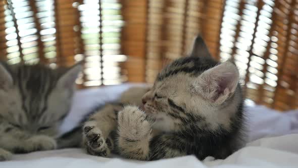 Cute Tabby Kitten Playing Together In A Basket Bed Slow Motion