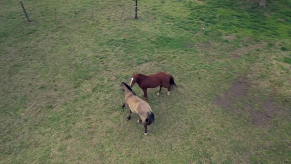 Aerial: couple of horses, courting, stallion and female, countryside, Argentina.