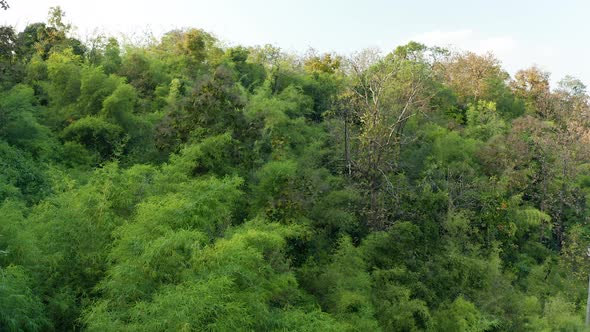 Glide in view of the rich green bamboo forest part of the rich jungles of India