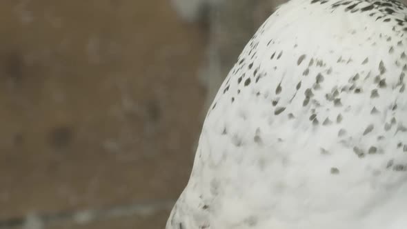 PAN REVEAL, A Snowy owl in captivity