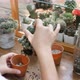Hands of woman planting cactus on the table. - VideoHive Item for Sale