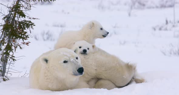 Close up shot of a Polar Bear sow and her cubs heads as they sleep.