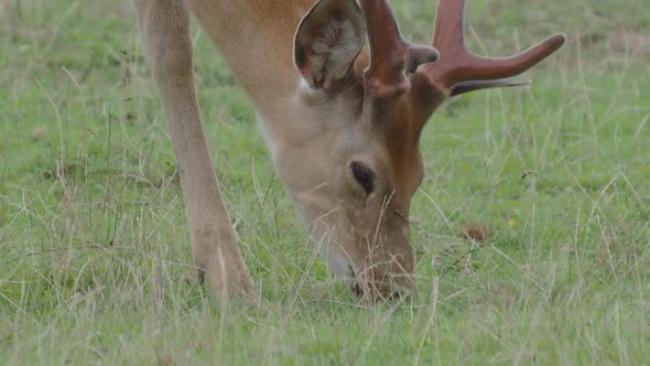 Grazing Fallow Deer. Dama Dama, Ruminant Mammal,