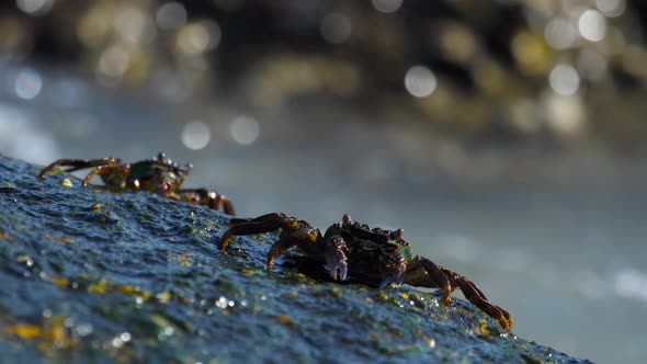 Crabs on the Rock at the Beach