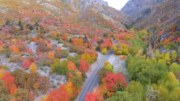 Flying backwards over colorful forest in Fall moving towards road