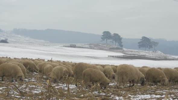 Sheep eating and walking on a snowy field