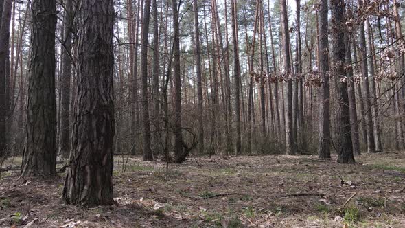 Trees in a Pine Forest During the Day Aerial View