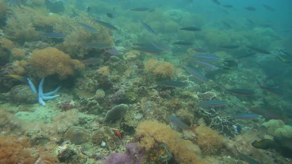 Coral Reef with Fish Underwater. Camiguin, Philippines