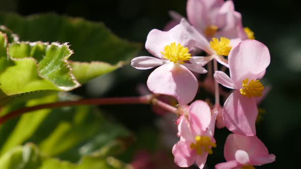 Begonia semperflorens-cultorum  tiny pink  flowers buds in the garden natural 4K 3840X2160 30fps Ult