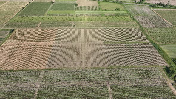 Aerial flight over beautiful vineyard landscape in Kvareli, Georgia