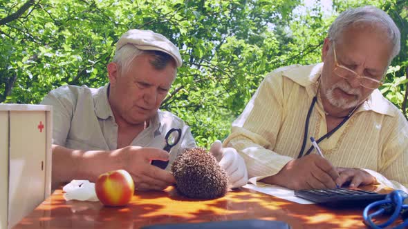 Aged Man Looks at Hedgehog and Dictates Results To Friend