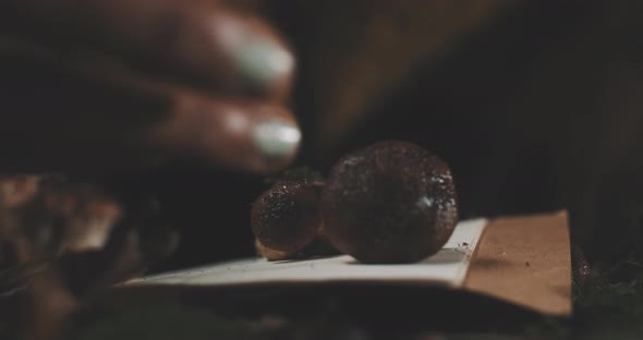 A man moving the wild mushroom from his notebook