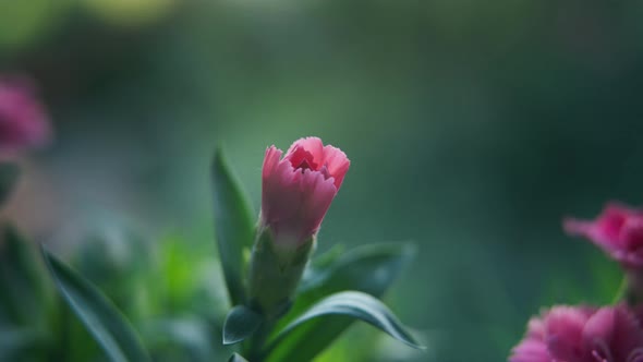 Beautiful Opening of Purple Carnation Bud Time Lapse